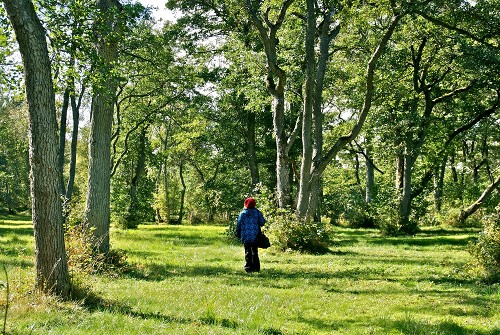 Metsässä &copy; Jaana Harmainen
